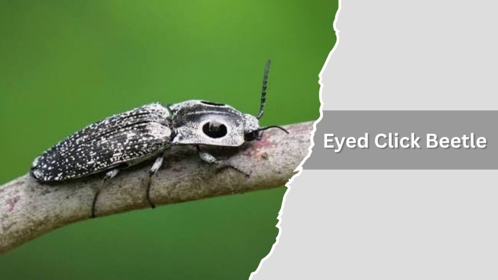 6. Eyed Click Beetle
