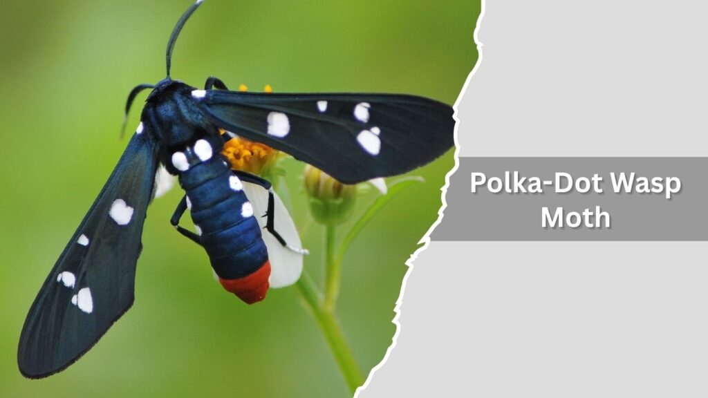 7. Polka-Dot Wasp Moth
