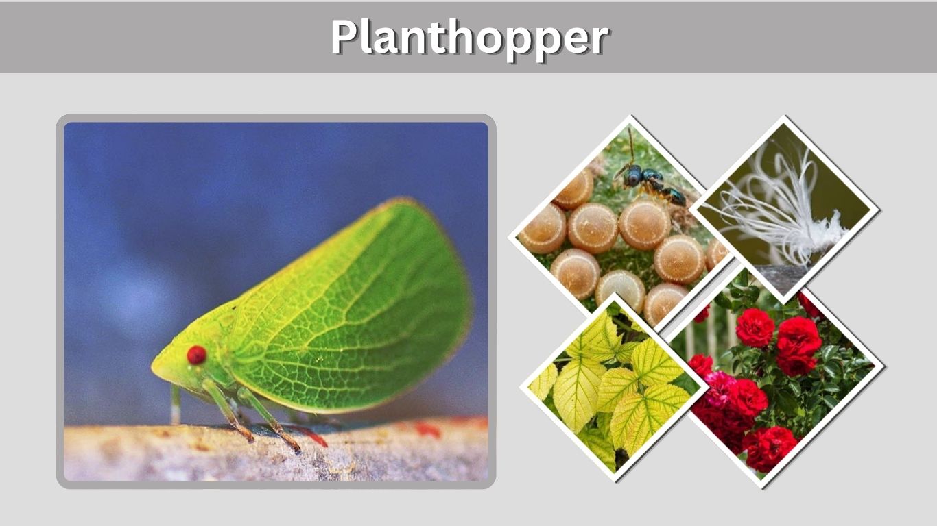 Planthopper: Identification, Nymphs, Types and Control