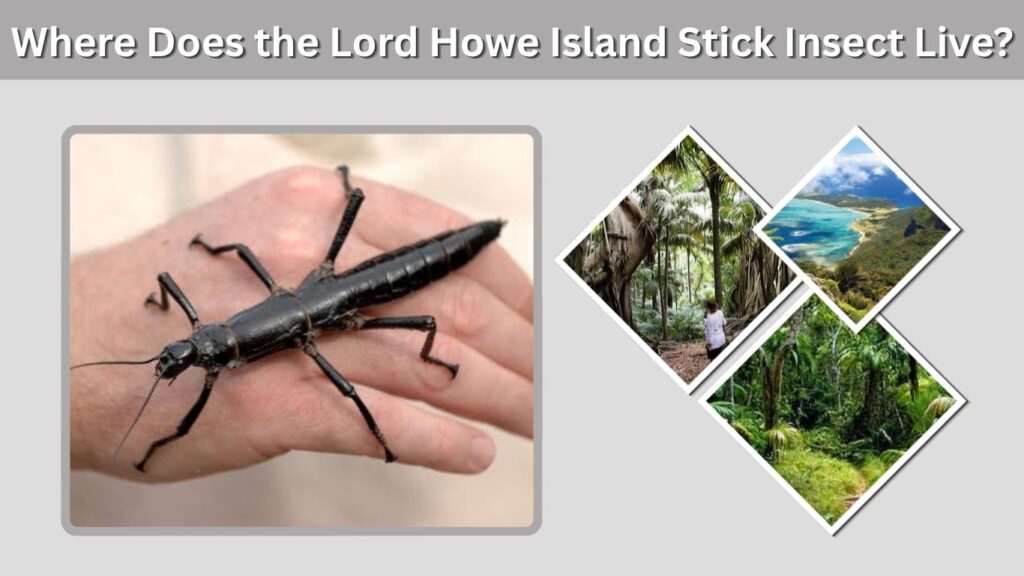 Where Does the Lord Howe Island Stick Insect Live?