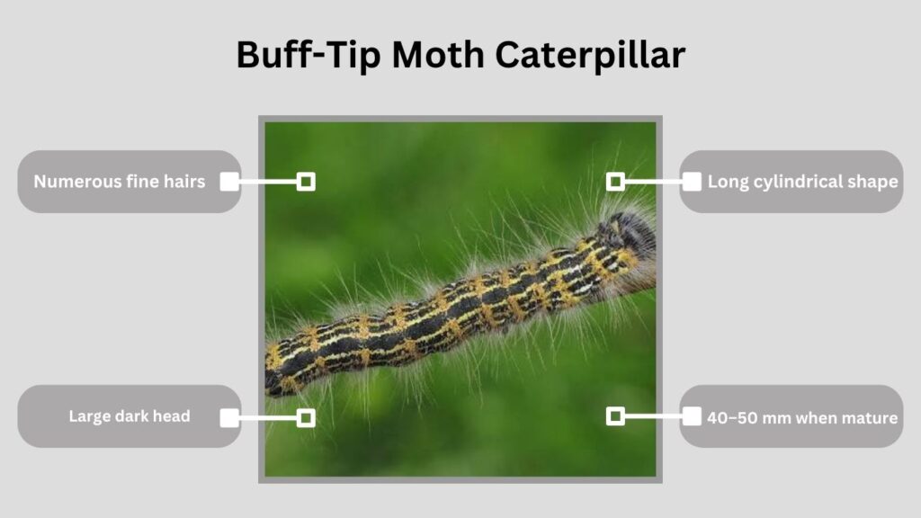Buff-Tip Moth Caterpillar