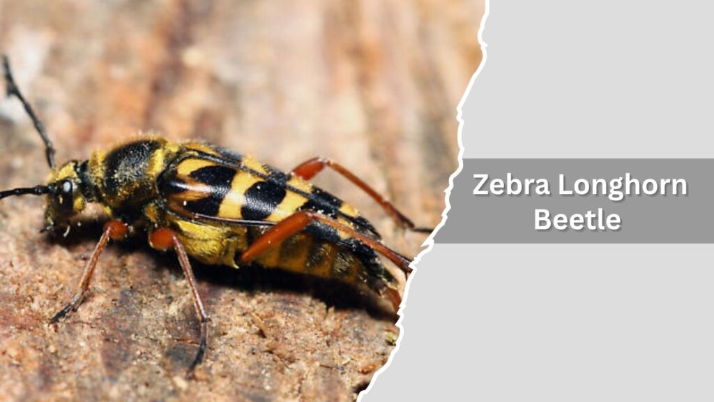 8. Zebra Longhorn Beetle