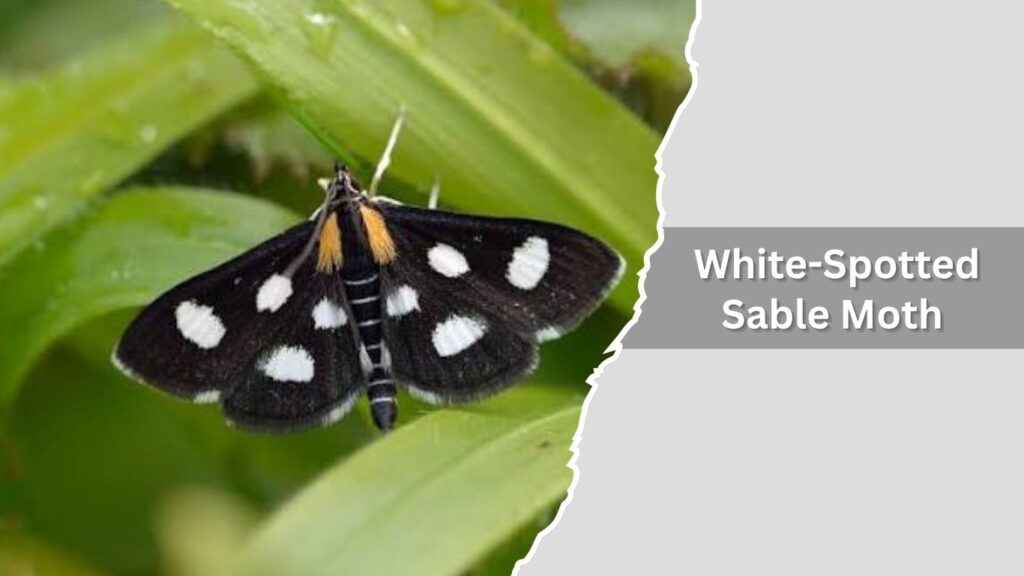 9. White-Spotted Sable Moth