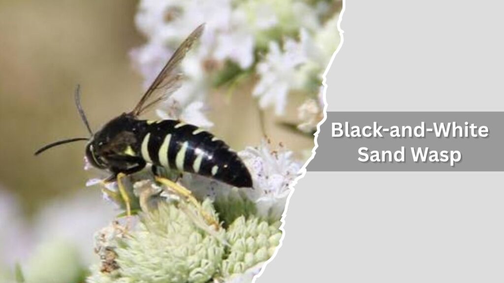 11. Black-and-White Sand Wasp