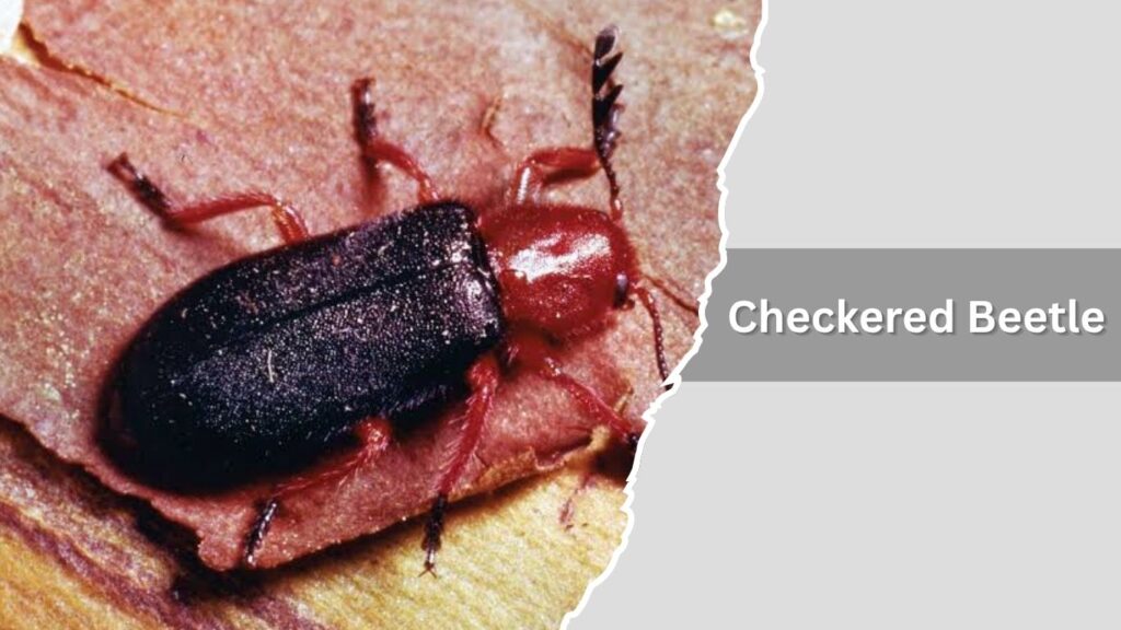 12. Checkered Beetle
