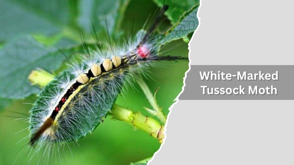 13. White-Marked Tussock Moth