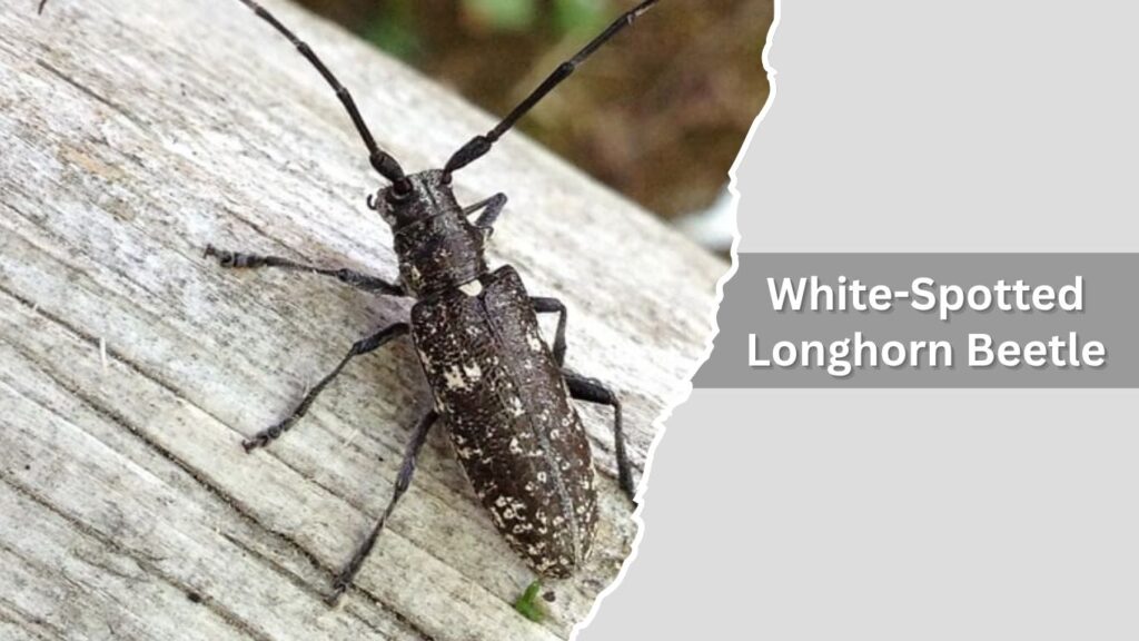 14. White-Spotted Longhorn Beetle