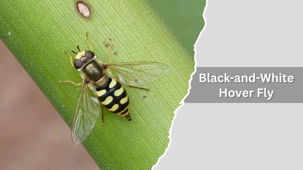 Black-and-White Hover Fly
