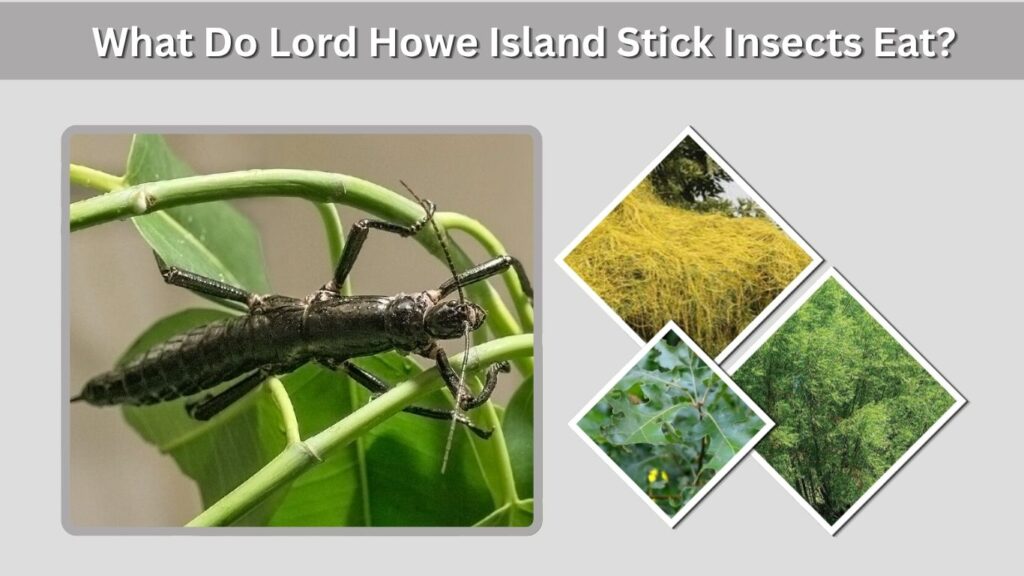 What Do Lord Howe Island Stick Insects Eat?
