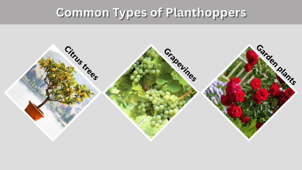 Common Types of Planthoppers