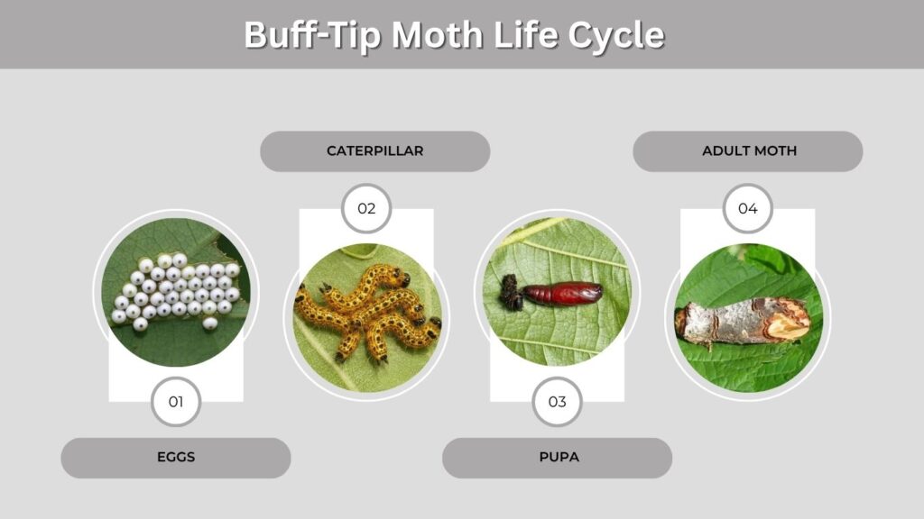 Buff-Tip Moth Life Cycle
