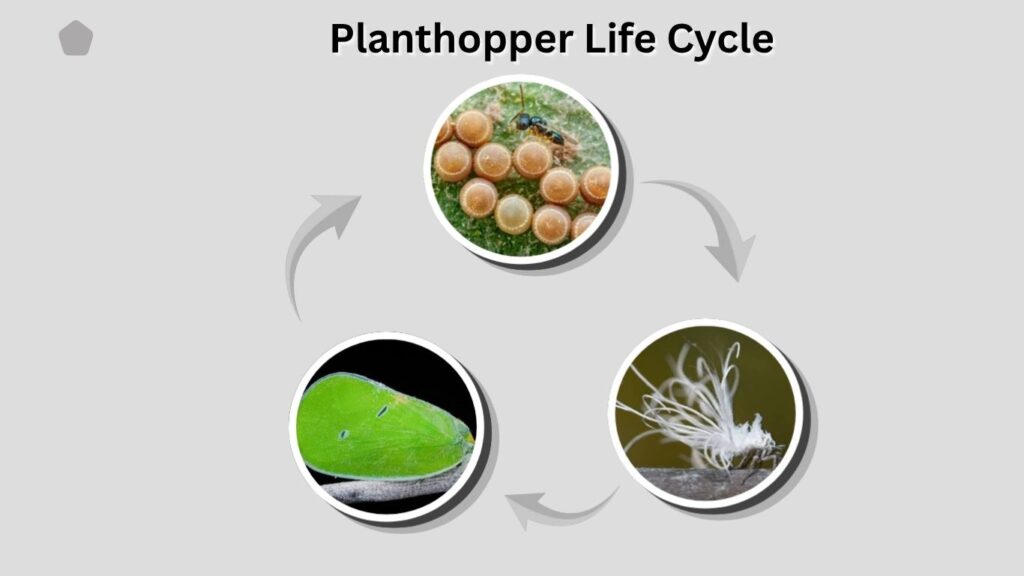 Planthopper Life Cycle
