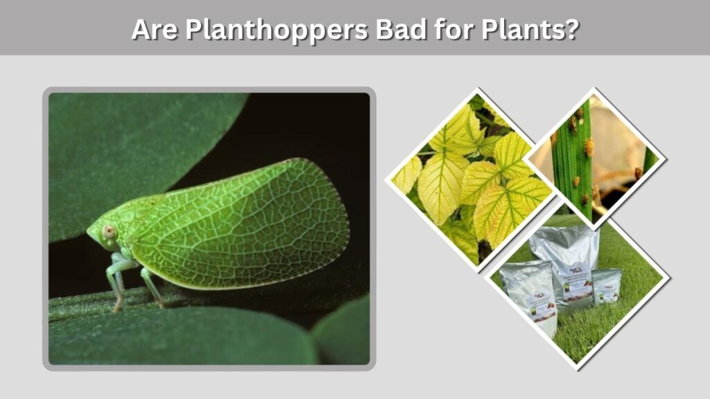 Are Planthoppers Bad for Plants?