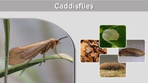 Caddisflies: Larvae, Life Cycle, Habitat, Diet & Facts