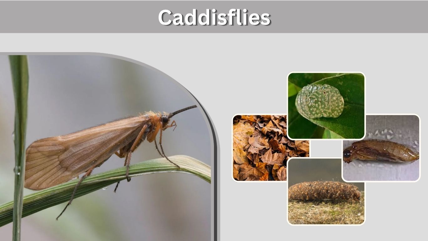 Caddisflies: Larvae, Life Cycle, Habitat, Diet & Facts
