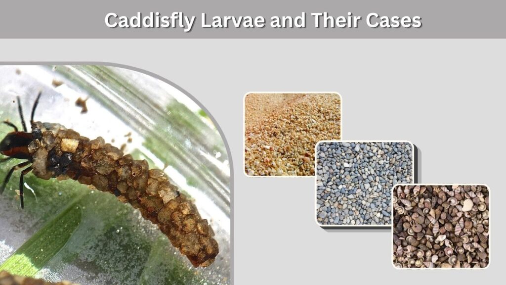 Caddisfly Larvae and Their Cases