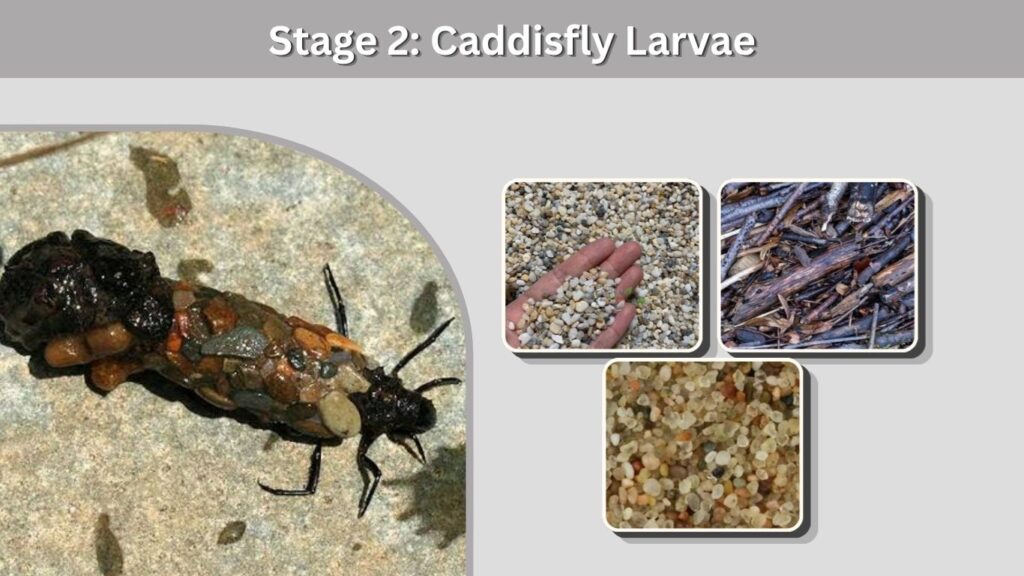 Stage 2: Caddisfly Larvae
