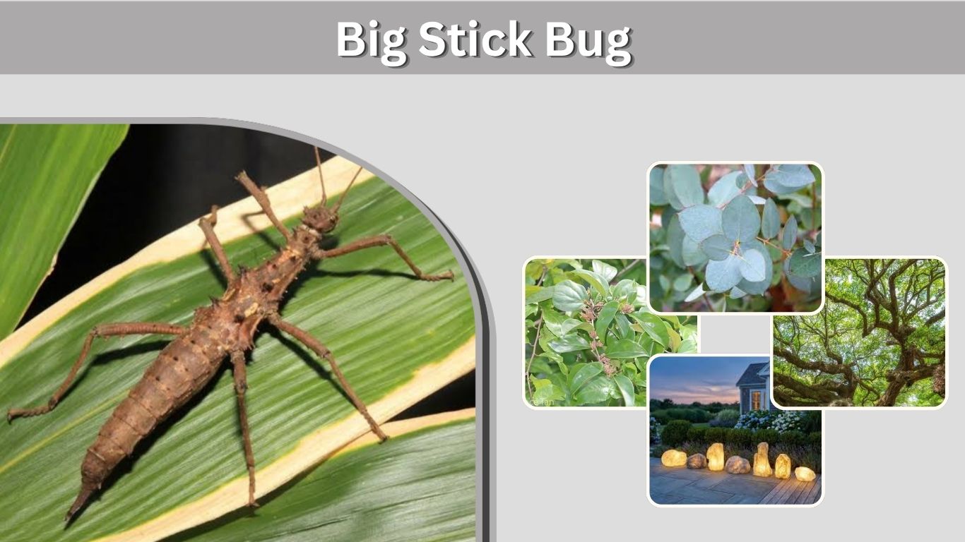 Big Stick Bug: How Large Can Walking Stick Insects Get?