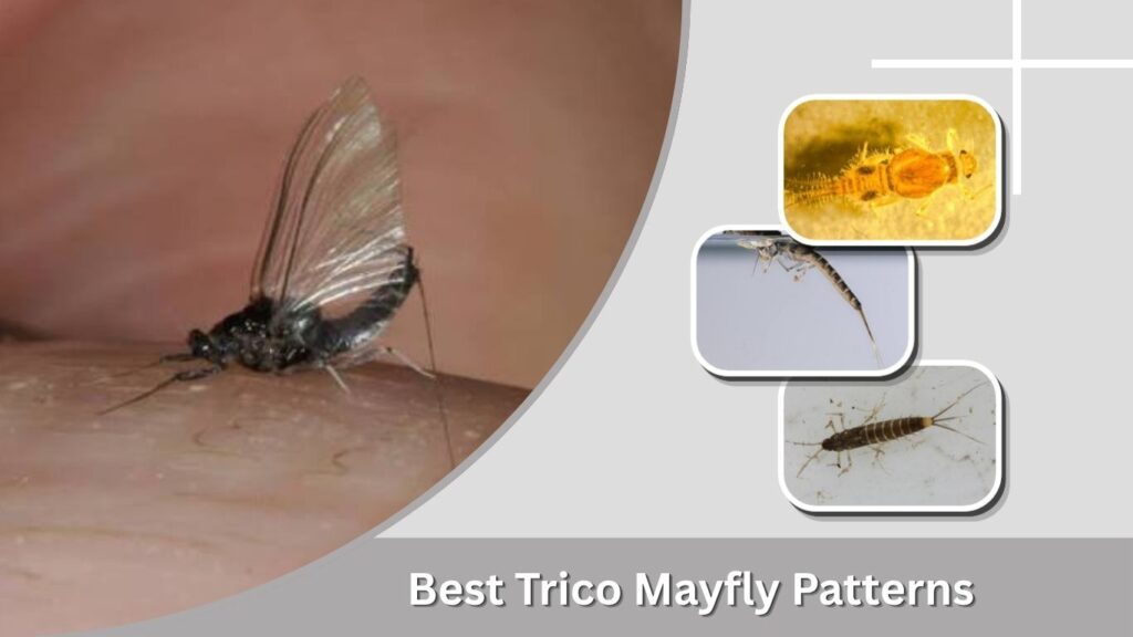 Best Trico Mayfly Patterns