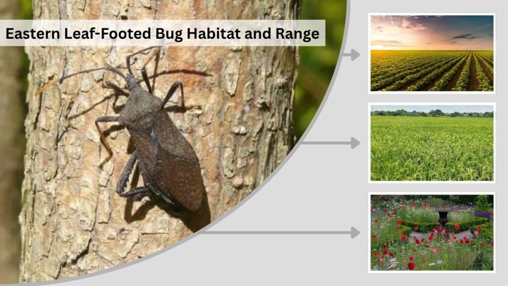 Eastern Leaf-Footed Bug Habitat and Range