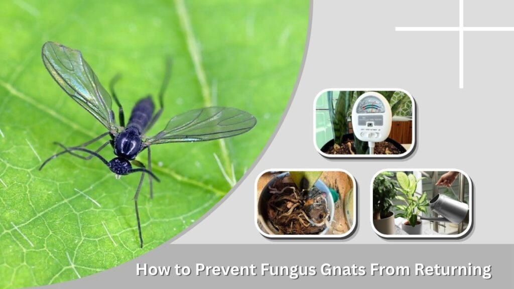 How to Prevent Fungus Gnats From Returning