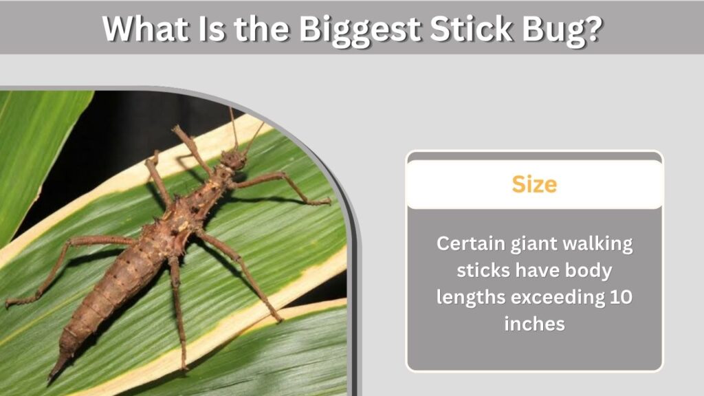 How Big Can a Walking Stick Bug Get?