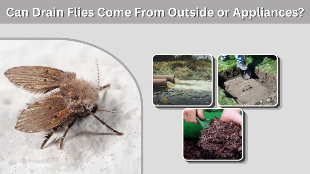 Can Drain Flies Come From Outside or Appliances?