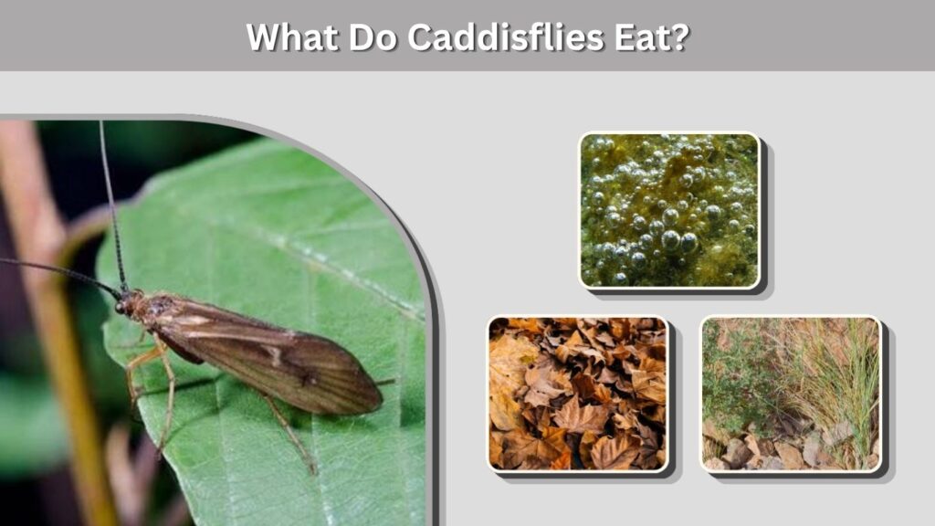 What Do Caddisflies Eat?