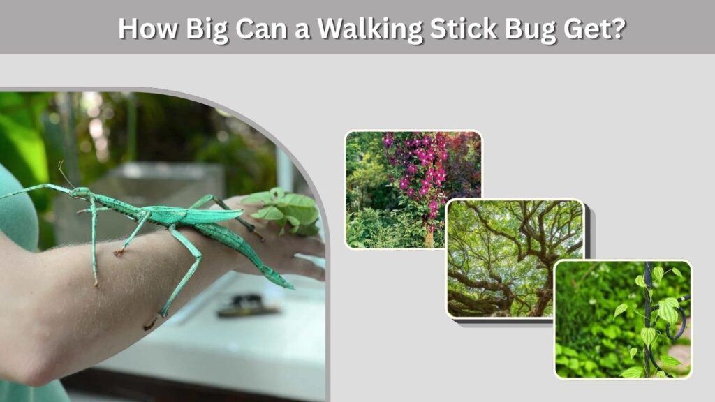 How Big Can a Walking Stick Bug Get?