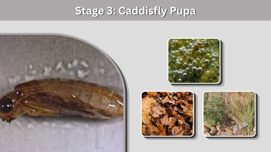 Stage 3: Caddisfly Pupa