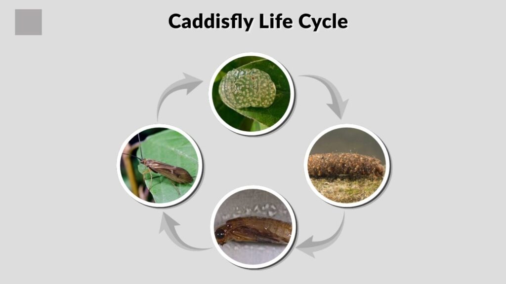 Caddisfly Life Cycle