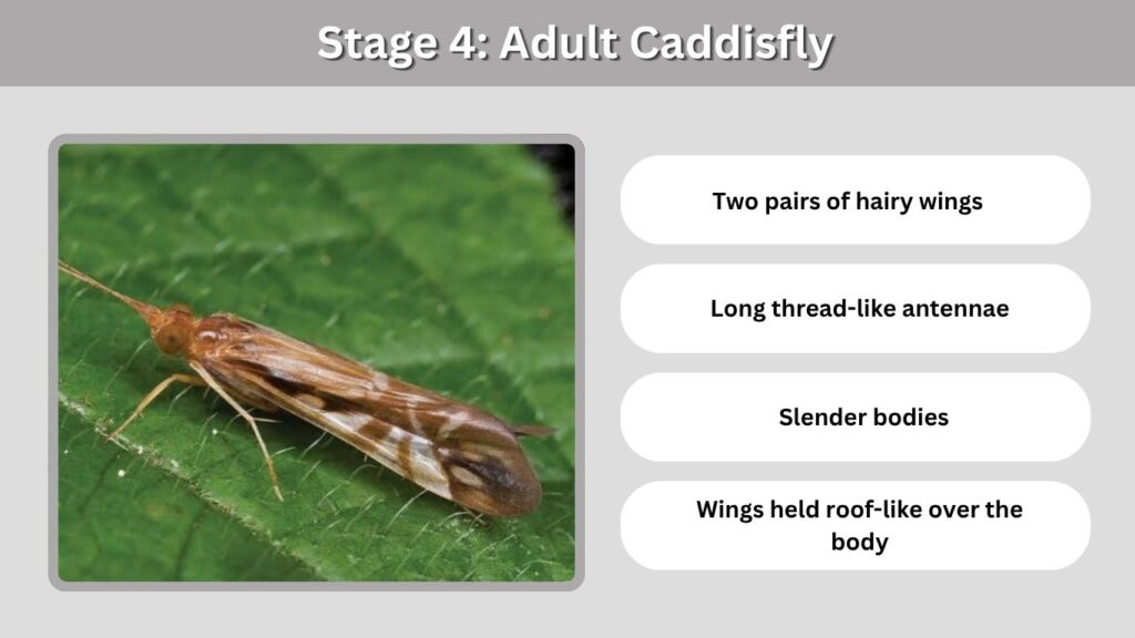 Stage 4: Adult Caddisfly