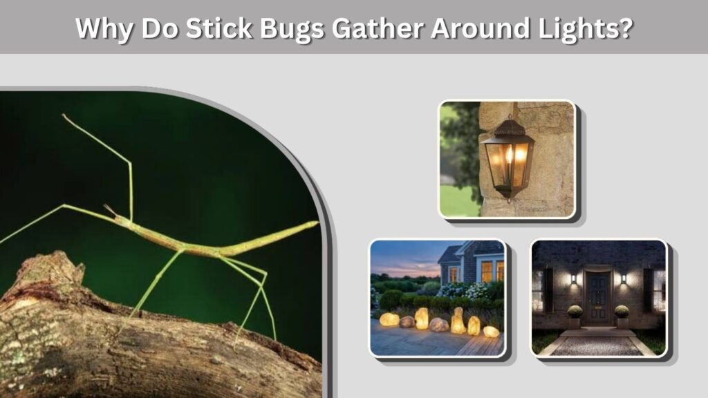 Big Stick Bugs in Texas