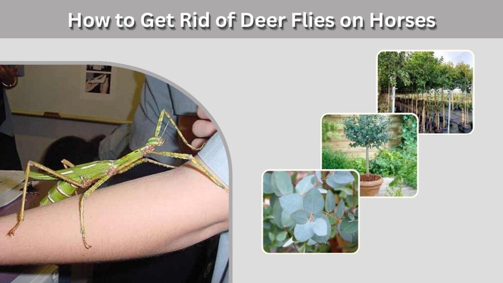 What Do Big Stick Bugs Eat?