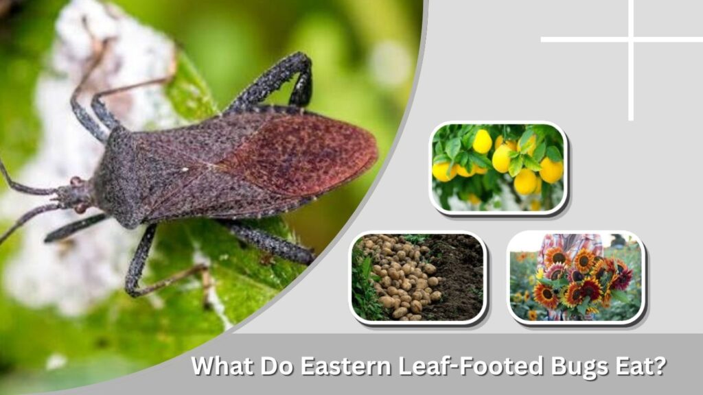 What Do Eastern Leaf-Footed Bugs Eat?