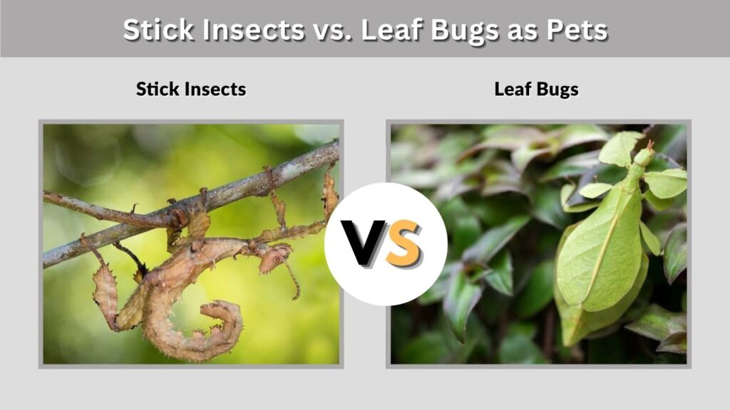 Stick Insects vs. Leaf Bugs as Pets