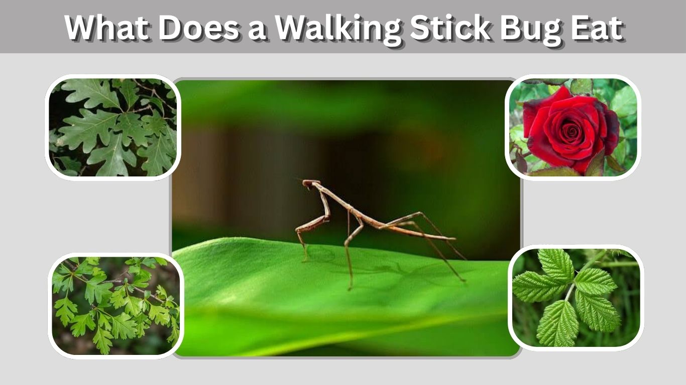 What Does a Walking Stick Bug Eat? 10 Common FoodsWhat Does a Walking Stick Bug Eat? 10 Common Foods