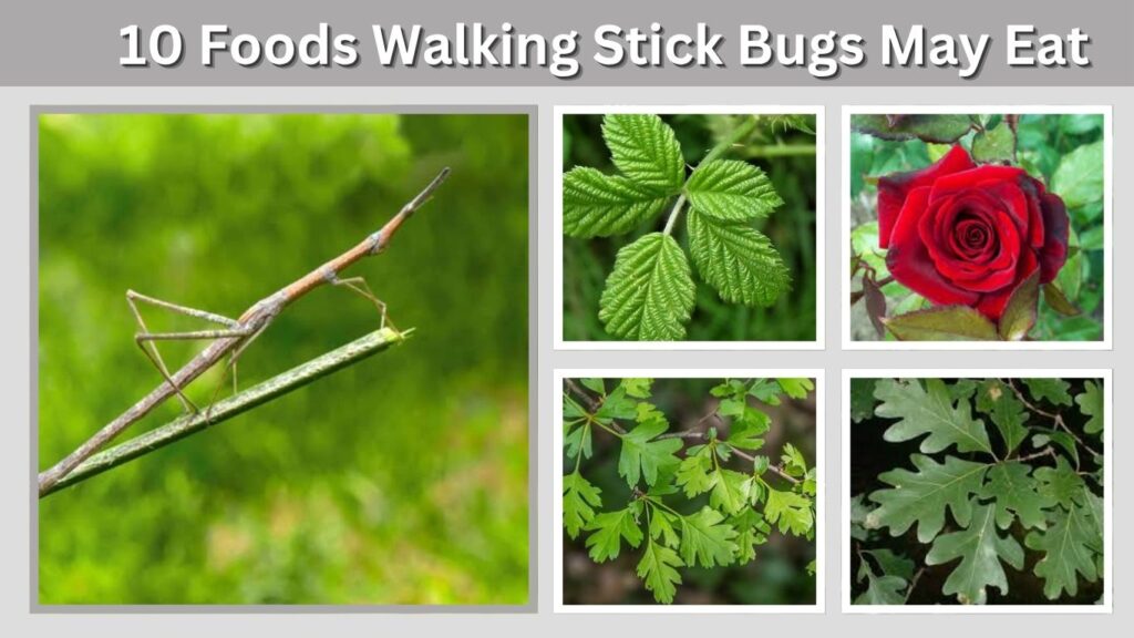 10 Foods Walking Stick Bugs May Eat