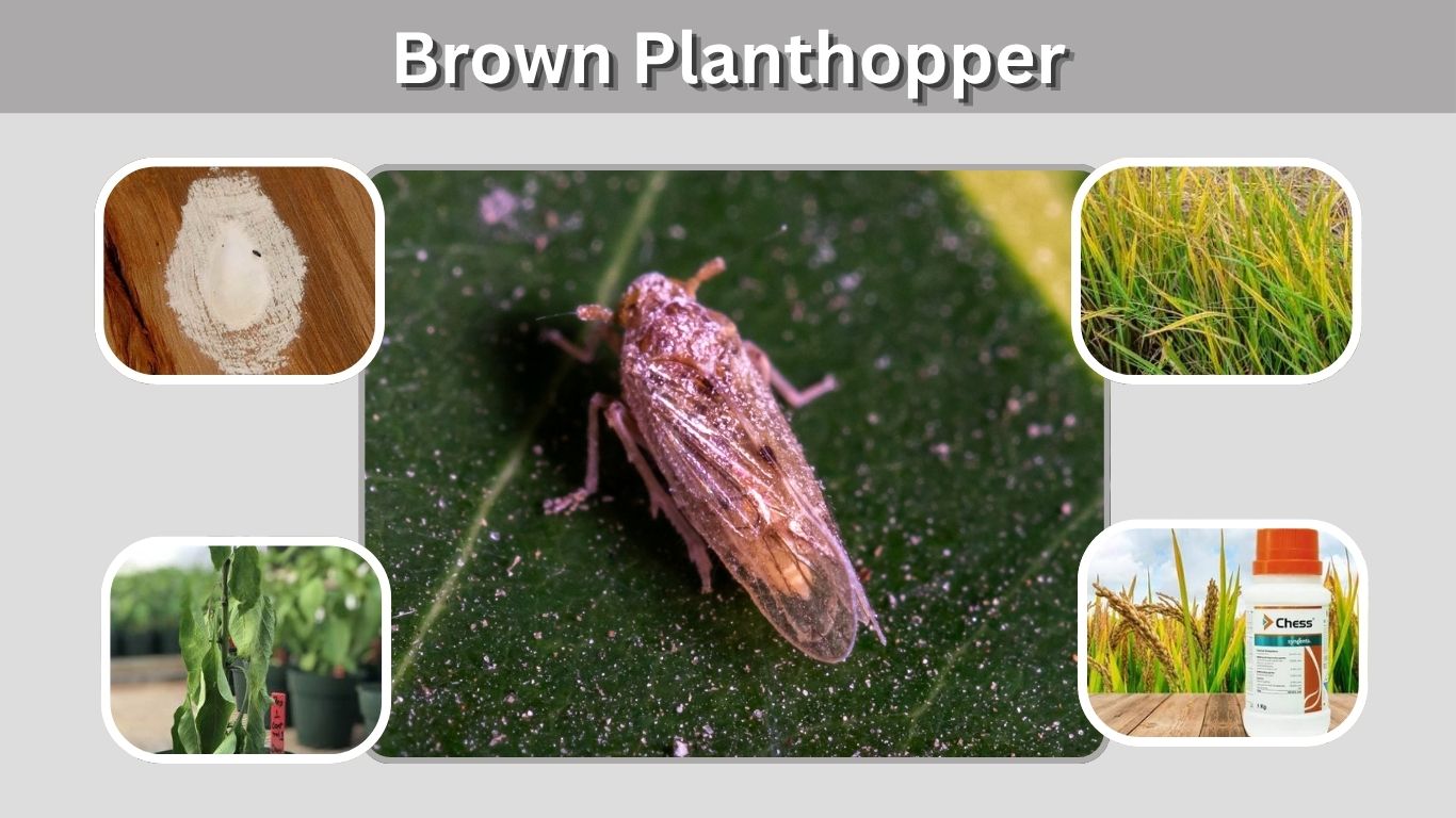 Brown Planthopper: Identification, Damage, Life Cycle & Control