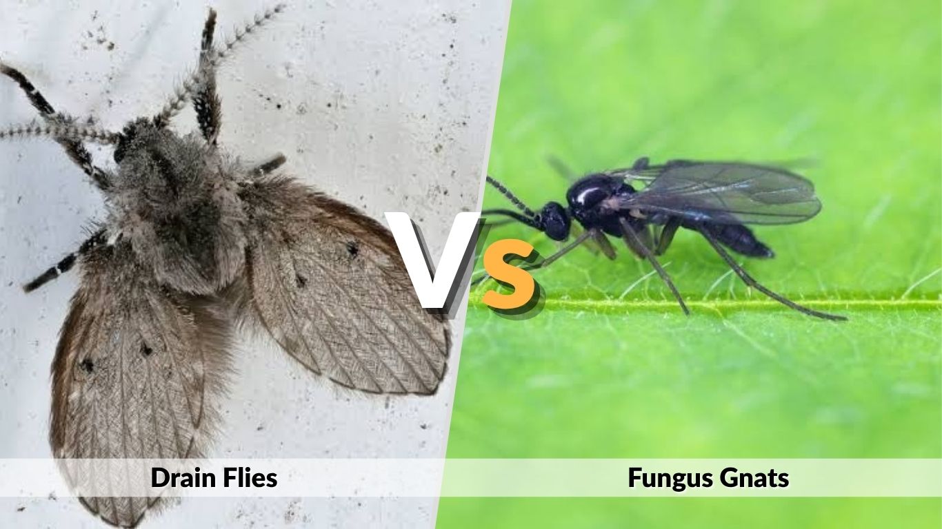 Drain Flies vs Fungus Gnats: Identification & Control Guide