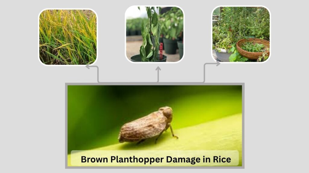 Brown Planthopper Damage in Rice