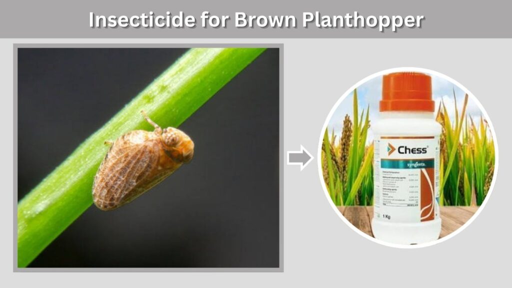 Insecticide for Brown Planthopper