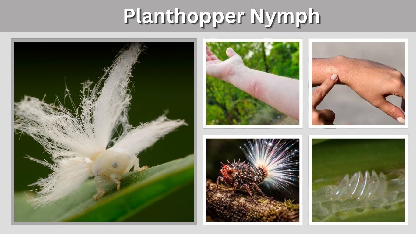 Planthopper Nymph: Identification, Types and Facts