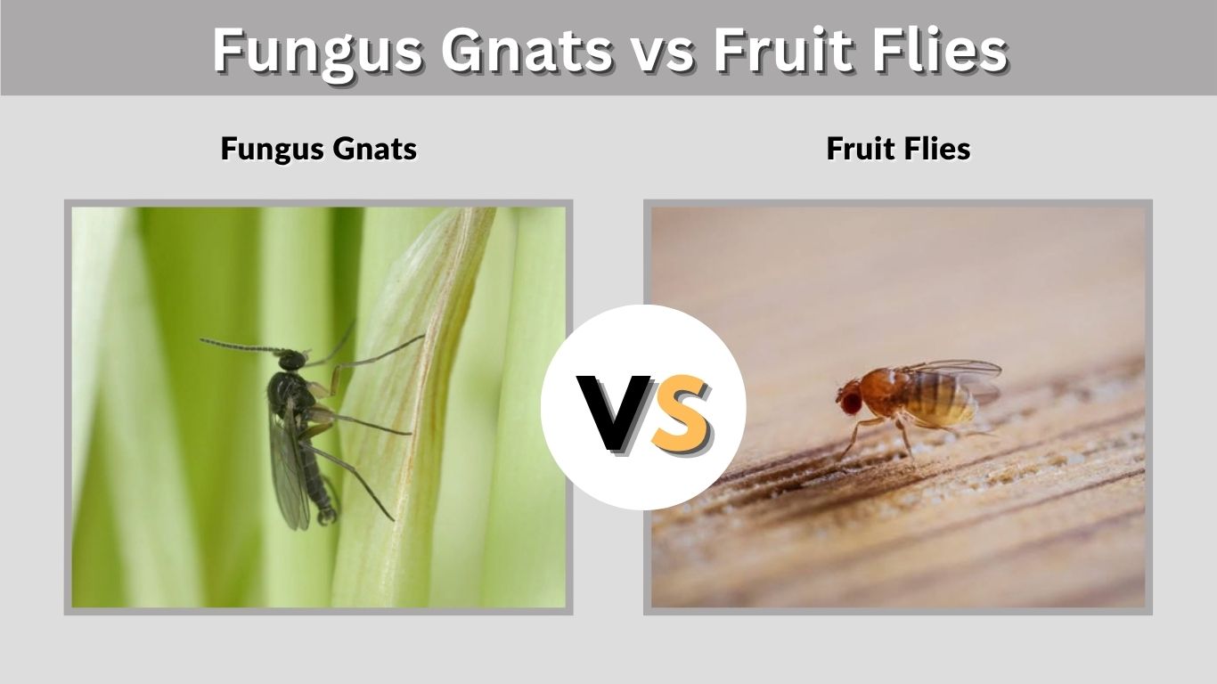 Fungus Gnats vs Fruit Flies: How to Tell the Difference