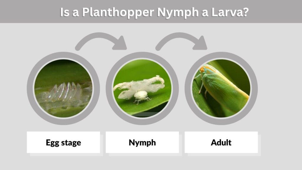 Is a Planthopper Nymph a Larva?