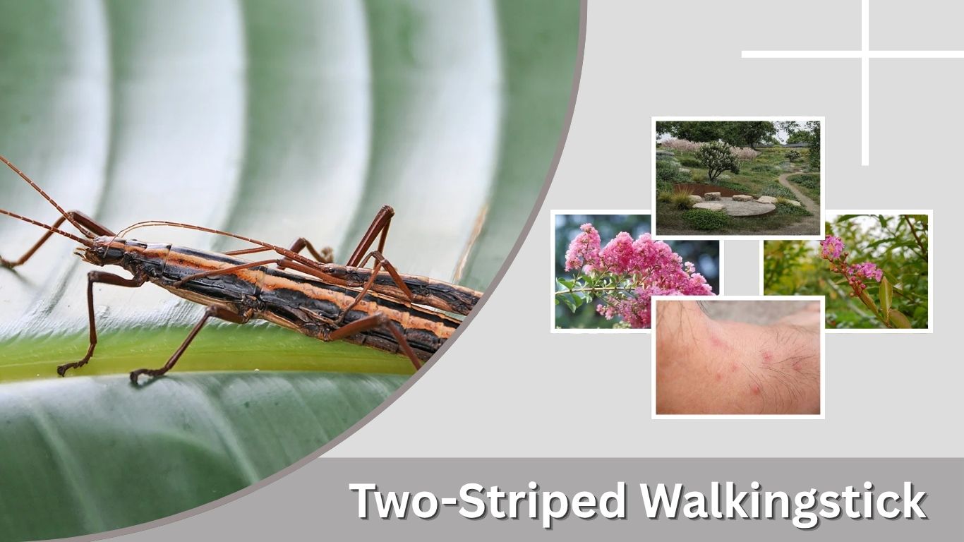Two-Striped Walkingstick: Spray, Poison, Bite, and Facts