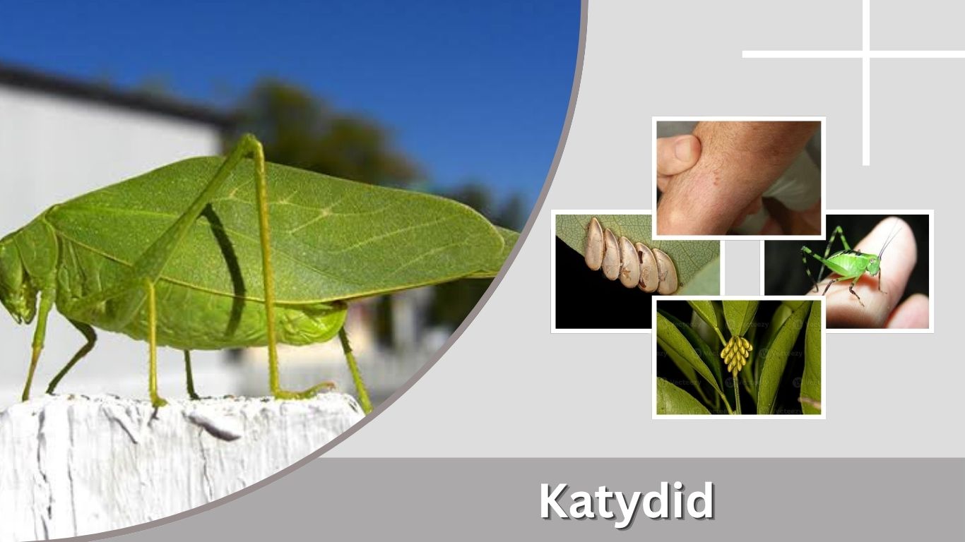 Katydid: Identification, Bite, Sounds, Eggs & Life Cycle