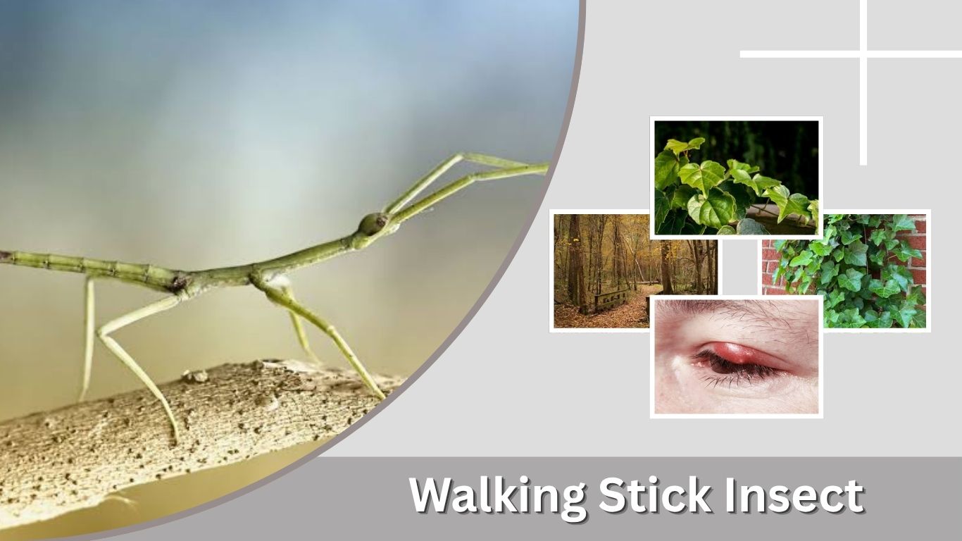 Walking Stick Insect: Identification, Habitat, Diet, and Facts
