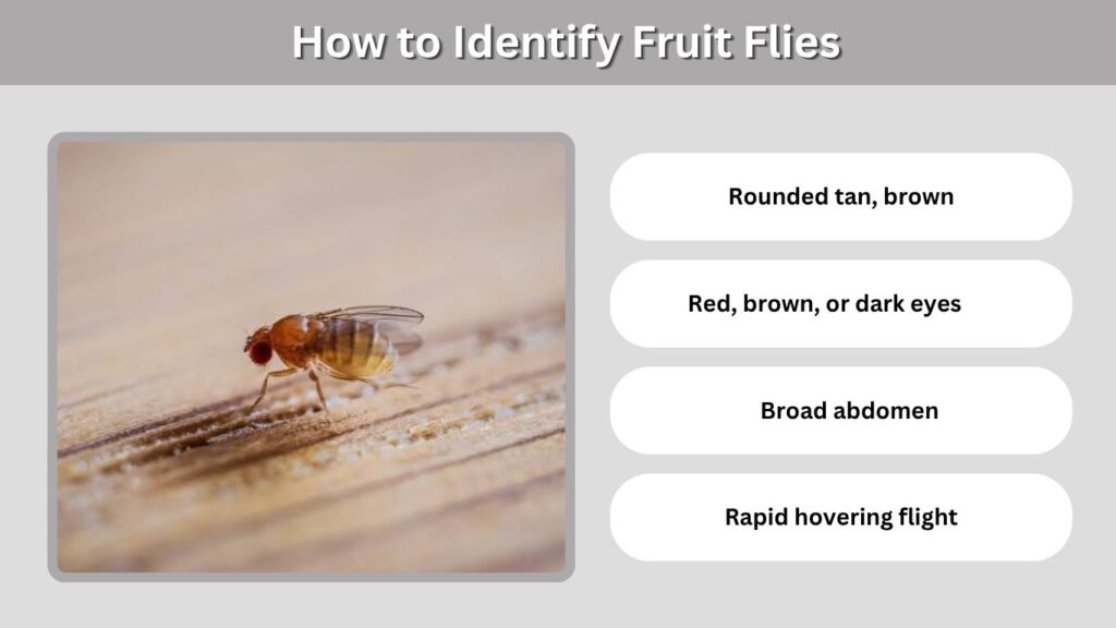 How to Identify Fruit Flies