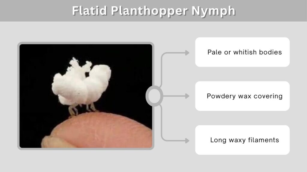 Flatid Planthopper Nymph